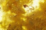 Polished Colombian Copal ( g) - Contains Flies! #355434-1